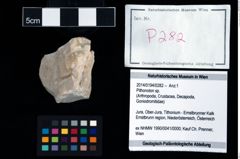 Foto (Objekt + Etikett) von Pithonoton sp.  (NHMW-GEO-2014-0194-0282)